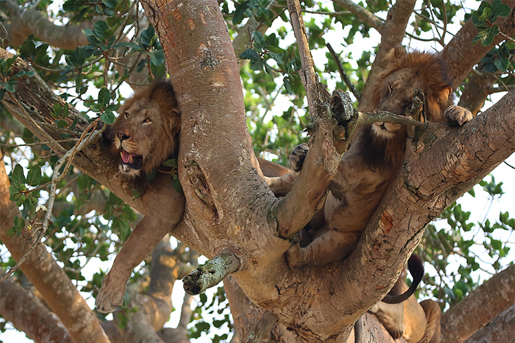 2 Days Tree Climbing Lions Ishasha